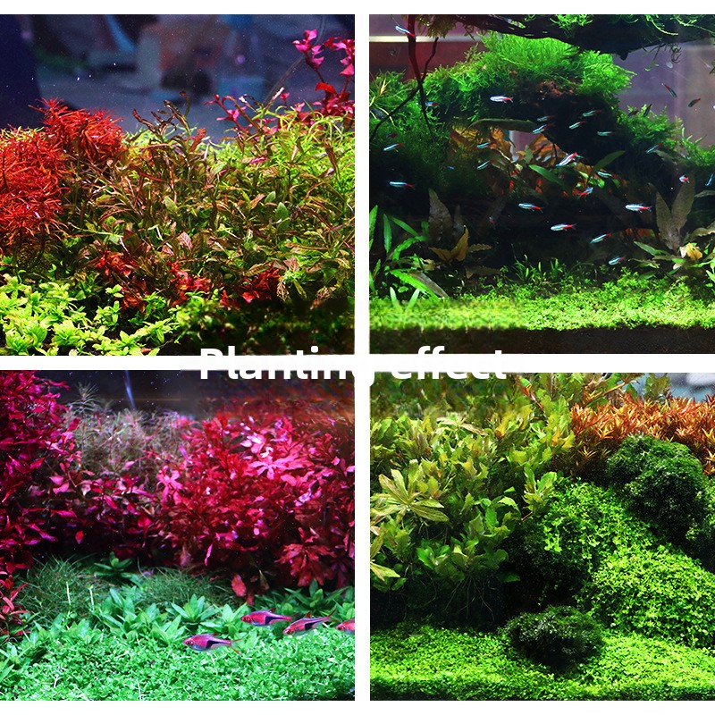 SYSENCIAGA Planted Aquarium Su - огляд і ціна Aquarium Planted Sand