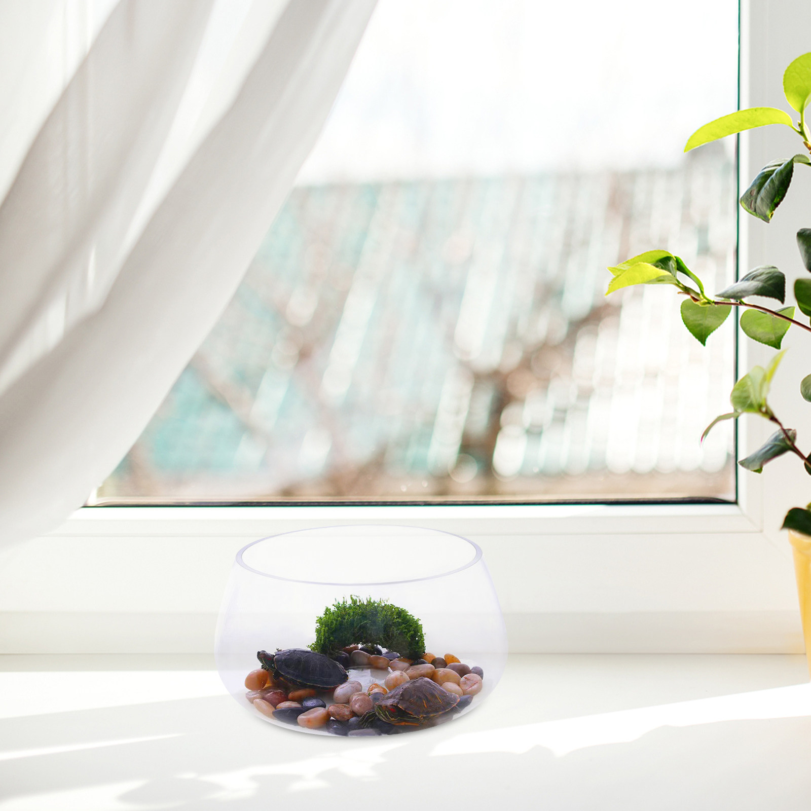 Round Clear Glass Mini Aquariu - огляд і ціна Aquarium Planted Shop